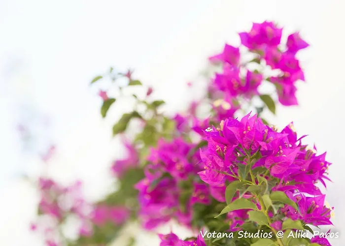 Votana Appartement *